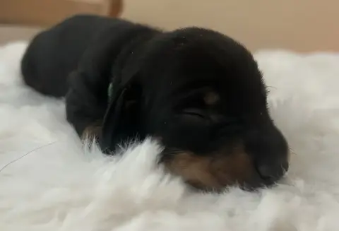 Teckel Poil Ras  V Des Stardachshund