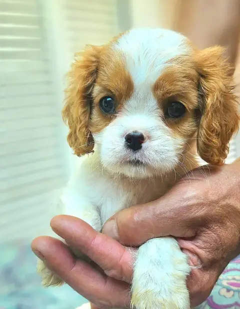 Cavalier King Charles Spaniel  Bianca Of Little By Li 50d4d photo 3