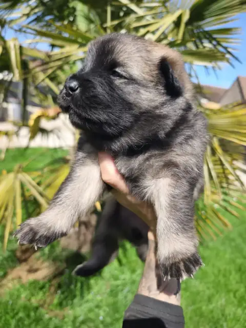 Eurasier  Bleu Des Cerberes De Gaïa