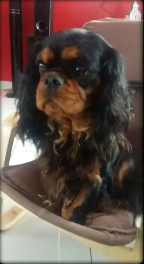 Cavalier King Charles Spaniel  Chiot N°1 Des Rives Du 0ad8d photo 2