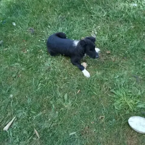 Chiots Border Collie Noir Et Blanc