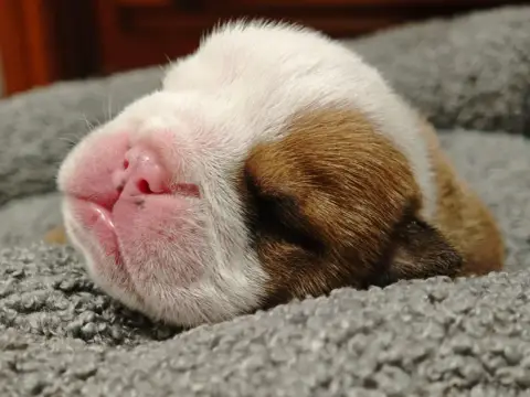 Bulldog Anglais  Big Boy Colossus Rustic Bull'S photo 3