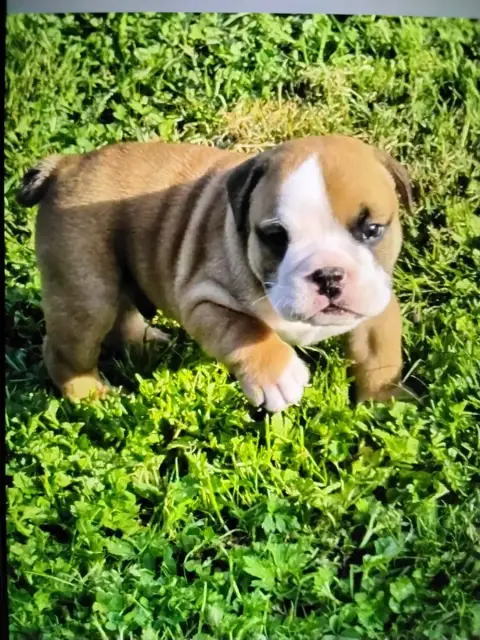 Bulldog Anglais  Baloo Des Bulls Of Seven Valleys