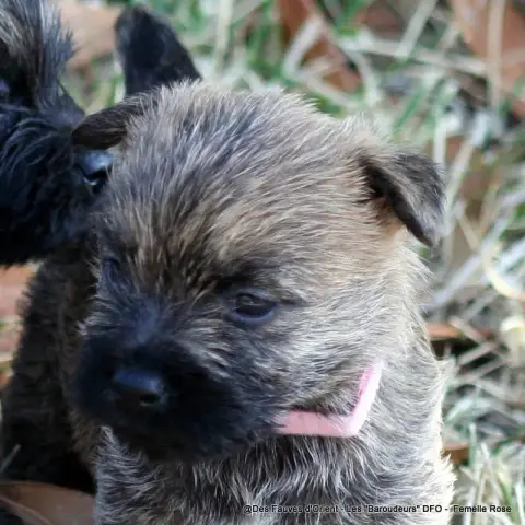 Cairn Terrier photo 2