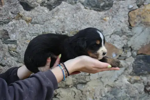 Bouvier Bernois  Chiot 2 De La Vallée De L'Hyrome photo 2