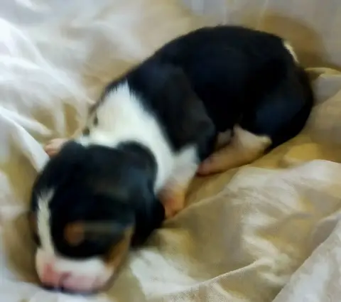 Basset Artesien Normand  Chiot N°3 Des Terres Du Doux af00b photo 2