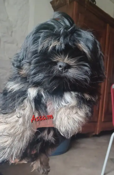 Lhassa Apso  Assam De La Cure Des Maprelles photo 2