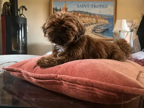 Shih Tzu photo 2