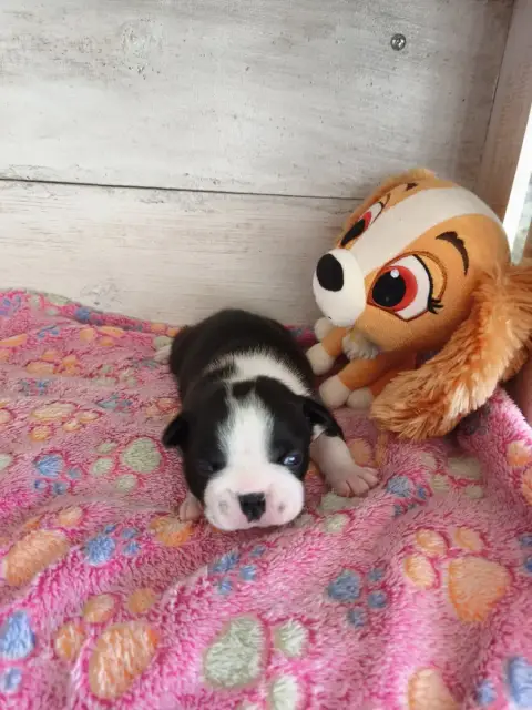 Boston Terrier  Chiot N°1