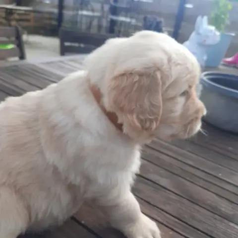 Golden Retriever  Bonnie