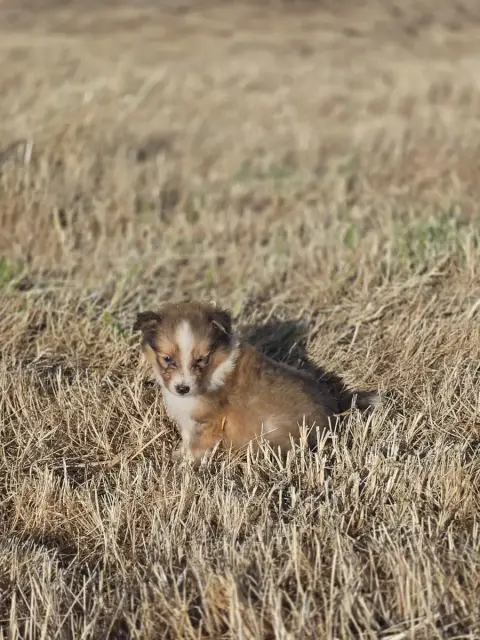 Shetland Sheepdog  Boutchou Du Domaine Des Airaudes 1c153