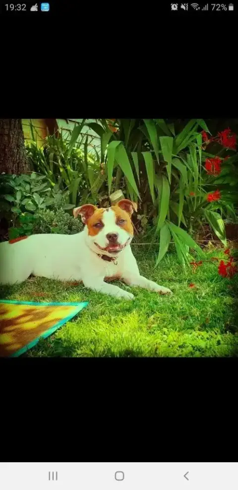 Staffordshire Bull Terrier  Brio Bronco photo 3