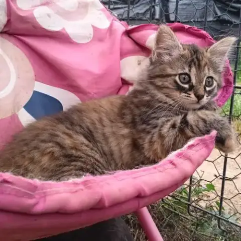 Sonia-Chatonne De 8 Semaines À Adopter