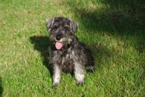 Schnauzer Miniature  Berlioz A L'Ouest Des Prés De L' e3b07