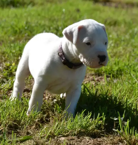 Dogo Argentino  Collier Violet Del Angel De Los Volca 041eb photo 2