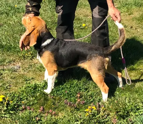 Beagle  Artus Des Ronciers Pourpres