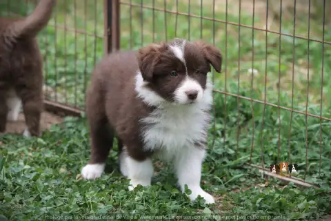 Border Collie  Baby Brown Delight Slice Of Heaven