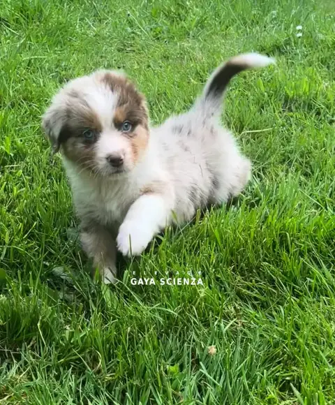 Berger Australien  Chiot N°2 Des Monts De La Gaya Sci afabd