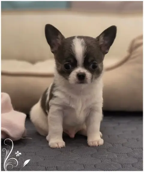 Chihuahua  Bambino Du Coeur Des Ténèbres