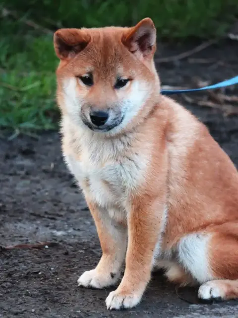 Shiba  Atsuko De La Folle Emprise photo 2