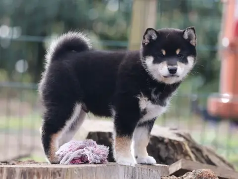 Shiba  Mâle Noir & Feu 1 Nippon'Ai