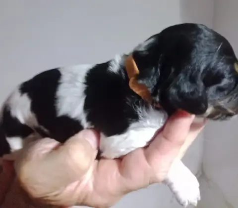 Epagneul Breton  Chiot 9 De La Plaine De Beauregard 2b1ac