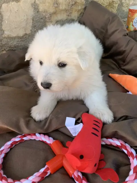 Berger Blanc Suisse  Collier Rouge