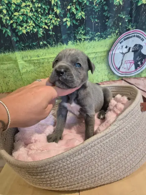 Cane Corso  Chiot N°9 Des Diamants Du Colisée Jcm photo 2