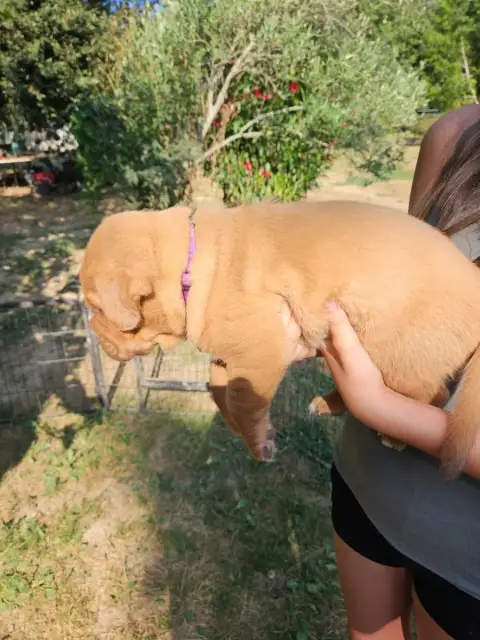Dogue De Bordeaux 
                        Collier Vi 66ee4 photo 3