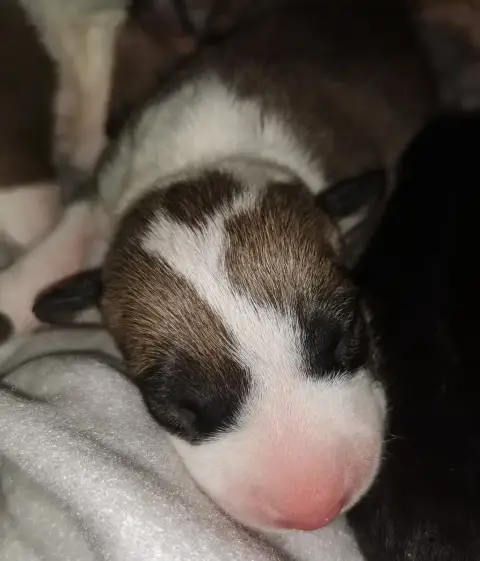Bull Terrier  Chiot N°2 Of The Little Troublemaker photo 3