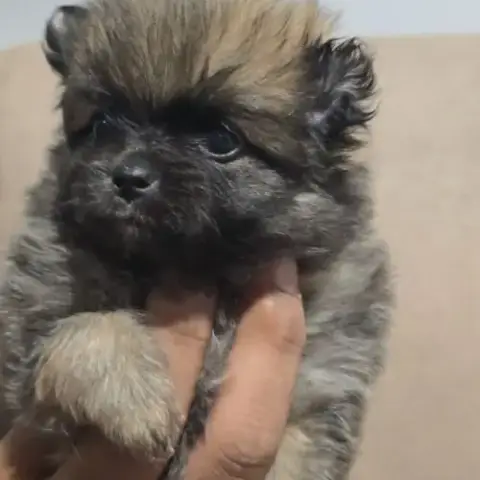 Chiots Spitz Nains