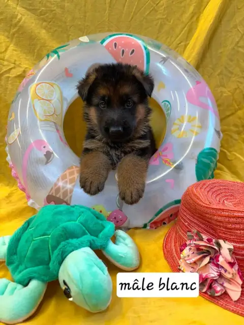 Berger Allemand 
                        Chiot 8 Du C 4a090
