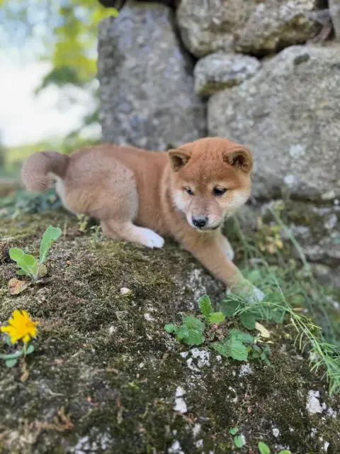 Shiba  Boun - photo 3