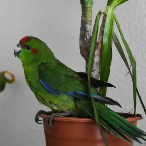 Kakariki Élevé À La Main