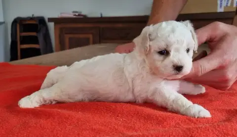 Bichon Frise  Chiot N°4 Des Hirondelles Du Voyage photo 2
