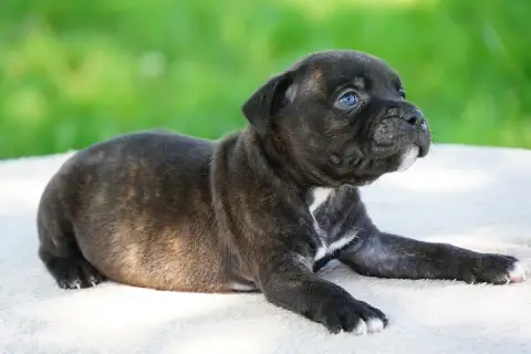 Staffordshire Bull Terrier  Chiot N°2 Forgiveness Ame a71a4 photo 2