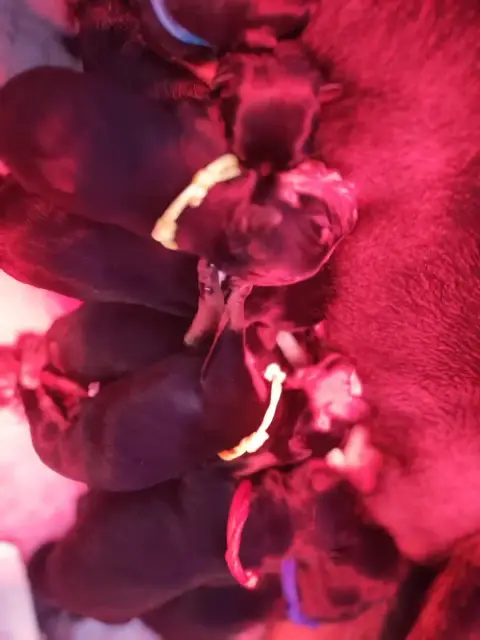 Rottweiler  Chiot 9 Der Wachter Von Vesta