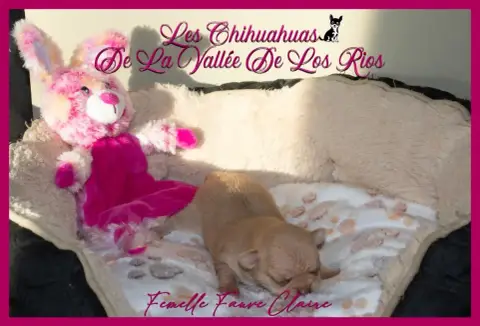 Chihuahua