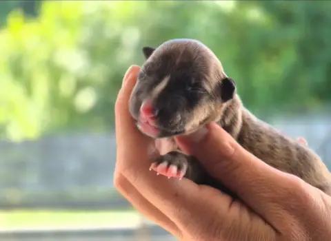 Bull Terrier Miniature  Chiot N°3 De L'Eternel De Gay be594 photo 2
