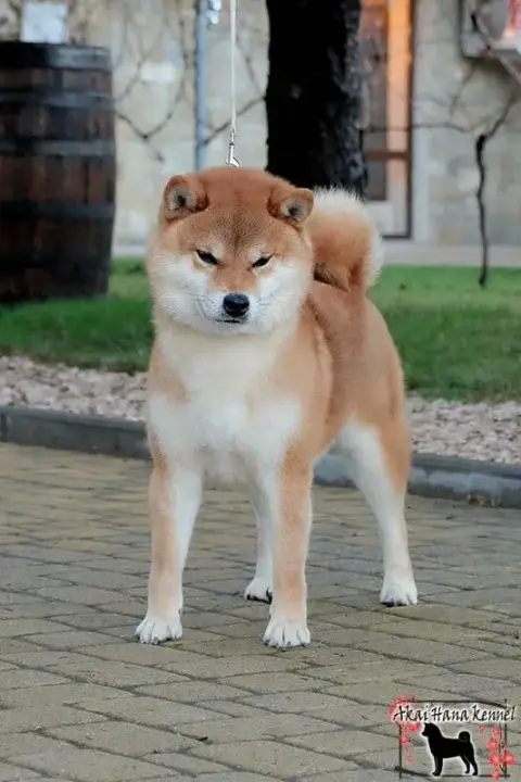 Shiba  Azami Des Renards Du Castrum photo 3
