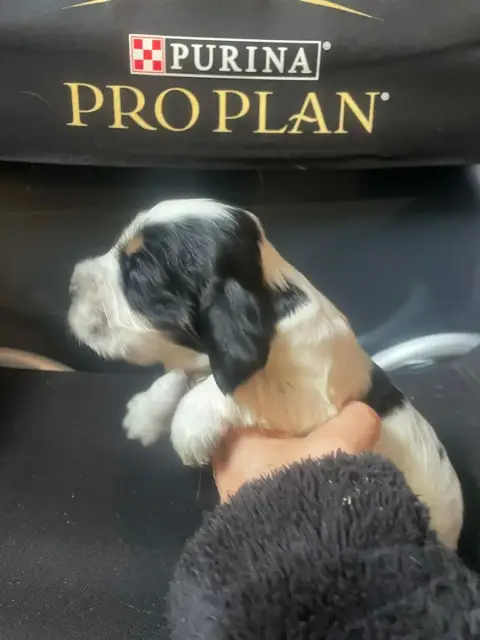 Cocker Spaniel Anglais  Chiot N°4 Des Joyaux Du Petit 0c4cf photo 2