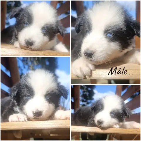 Laika De Iakoutie 
                        Chiot N°1 9440e