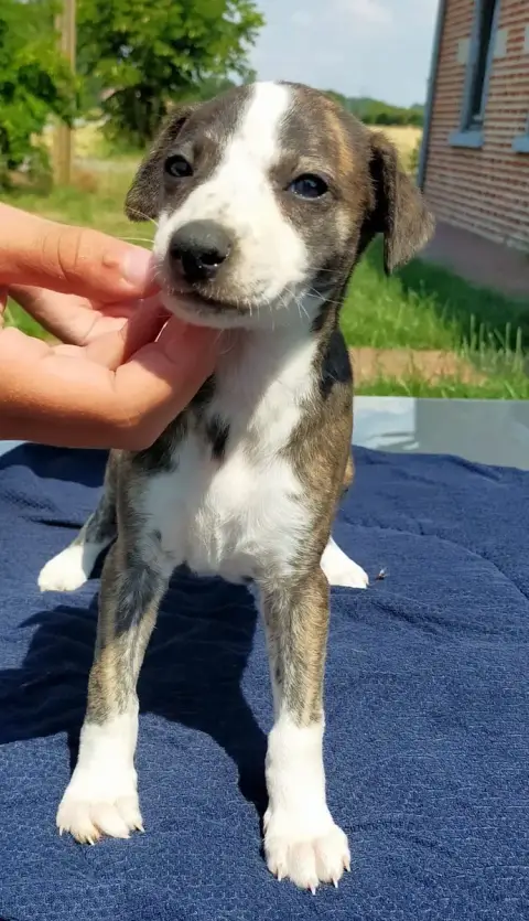 Whippet  Chiot N°5 Des Terres Du Doux Lieu photo 3