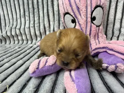 Spitz Allemand  Chiot N°3 Du Moulin De Madjurie