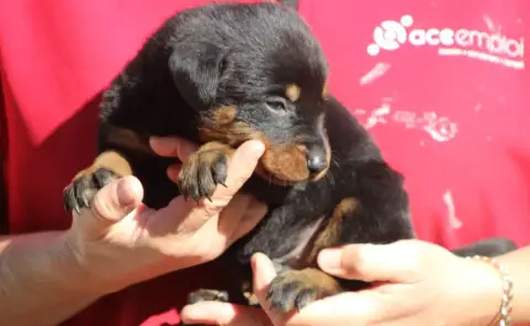 Berger De Beauce  Chiot 1 De Genevayse photo 2