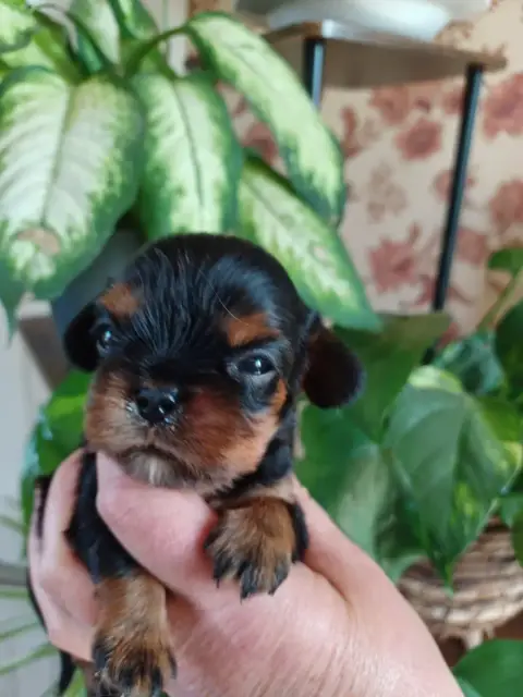 Cavalier King Charles Spaniel  Sans Collier Du Domain 35397 photo 2