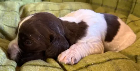 English Springer Spaniel  B................... Des Et 5bbc4