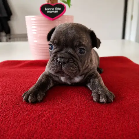 Bouledogue Français  B Du Monde De Cali photo 3