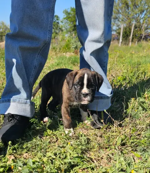 Boxer  Chiot N°5 Du Soleil De L'Aurion photo 2