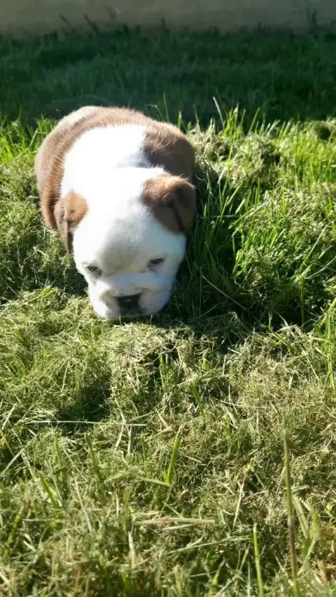 Bulldog Anglais  Chiot N°3 Stocky Family photo 3